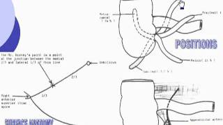 33 Vermiform appendix Abdomen [upl. by Urbannal]