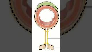 🤔¿PERITONEOMESENTERIOEPIPLÓN 🤔 doctor sabiasque medicina peritoneo [upl. by Eedyah]