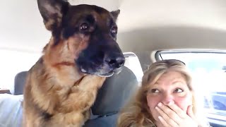 German Shepherd dog suddenly realizes he is at the vet🤣 Funny Dogs Reaction [upl. by Luca77]