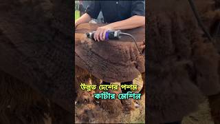 ভেড়ার পশম কাটার জন্য উন্নত মানের যন্ত্রপাতি।🐑🙀 ভেড়া jacket factbangla [upl. by Enilecram917]