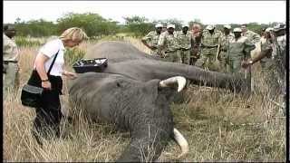 Elephant Capture  South Africa Travel Channel 24 [upl. by Fritze]