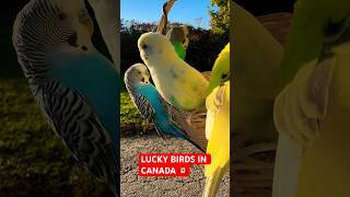 Luky Birds 🦅 In Canada 🇨🇦 shorts ytshorts canada 2024 [upl. by Isdnil]