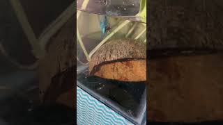 Introducing Betta fishes to Breeding Setup bett breeding tamil shorts [upl. by Gargan]