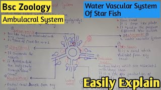 Water Vascular System Of Star Fish  Ambulacral System  Class Bsc Zoology  1st Year [upl. by Atela944]