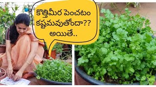 How to grow coriander at home successfullyకొత్తిమీరను సులువుగా పెంచడం ఎలాcorriander tips [upl. by Jacynth]