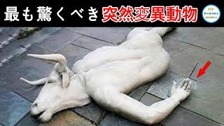 地球上で最も驚くべき突然変異を起こした動物10選！ 1人目は人間の遺伝子を持つかもしれない！世界一 ランキング 世界 動物 動物の世界 突然変異 [upl. by Bertero]