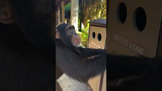 Limbani the Chimpanzee attempts to recycle ♻️ 😝 [upl. by Eislek]