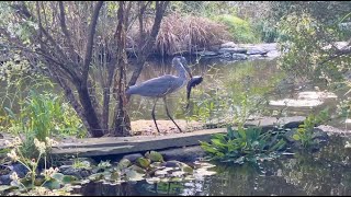 October 6 2023  Chanticleer Video Tour [upl. by Zacek985]