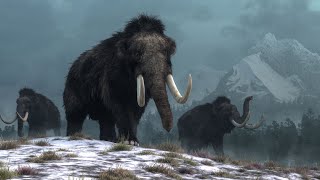 The Last Woolly Mammoths Mammuthus primigenius [upl. by Hatcher14]