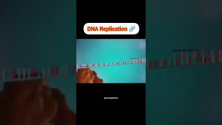 DNA Replication 🧬 four major stagesinitiationunwindingprimersynthesiselongation DNApolymerase [upl. by Dupaix151]