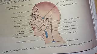 Veins of scalp and face  danger area of face  connection between scalp veins and cavernous sinus [upl. by Alicec]