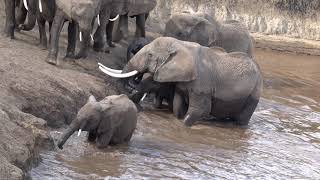 Elephants Crossing the Mara River 962017 Mara Triangle [upl. by Trahurn165]