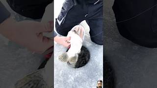 Hook fishing 🎣🎣🎣 fishing icefishing icefish ice [upl. by Ribal]