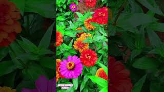 Beautiful Zinnia elegansflowersflowerbeautyflowertypesnaturegardenflowercolorfulflowershorts [upl. by Stark246]