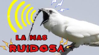 El Pájaro MÁS Ruidoso del Mundo 🐦 🔊 ¡No Podras Creerlo 🤯 [upl. by Marlie]