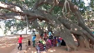 Pillalamarri Worlds Largest Banyan Tree Mahabubnagar Telangana [upl. by Smart86]