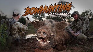 Bowhunting Dam Boars  Bowhunting Australia 2024 [upl. by Ellerad]