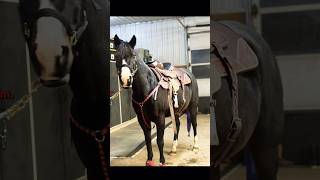 swim horses barrelracer barrelracing edit tiktok rodeo capcut glowup goals [upl. by Ytsim]