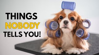 5 Things NOBODY Tells You About Owning a Cavalier King Charles Spaniel [upl. by Otnicaj622]