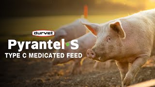 PyrantelS Your Solution for Parasite Prevention and Treatment for Your Pigs [upl. by Rehpotsyrk]