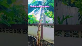 When will these plantains be ready Me Early January shortvideo food viralvideo youtubeshorts [upl. by Hendrickson985]