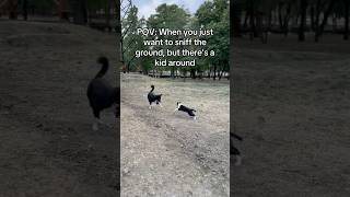 Border collie pup playing [upl. by Hennessey13]