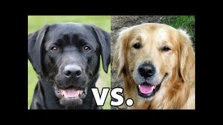 Golden Retriever vs Labrador Retriever Which Is Better [upl. by Lladnarc754]