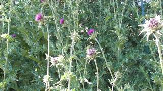 Le Chardon Marie  La Plante Médicinale Du Foie  Milk Thistle The Medicinal Plant For The Liver [upl. by Zysk]