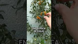 Chiles HABANEROS 😱🔥 [upl. by Anyak316]