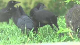 Changos con mancha amarilla Quiscalus niger  Greater Antillean Grackle [upl. by Osnofla14]