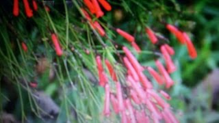 Evergreens Hanging Plant  Firecracker  Russelia equisetiformis [upl. by Retlaw]