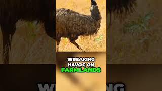 THE EMU WAR weird history [upl. by Aneehta]