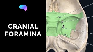 Foramen of the Skull amp Cranial Nerves 3D Anatomy Tutorial  UKMLA  CPSA [upl. by Aynwad]