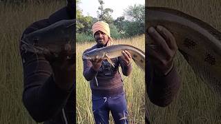 snakehead fishing bigfish आज की लाजवाब साईज मरल फिस 🐟🐟🎣🎣 [upl. by Gingras]