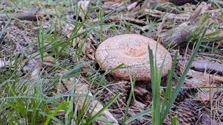 Primer Boletus Edulis Niscalos y Champiñones Septembrie 2024 2 [upl. by Eekorehc360]