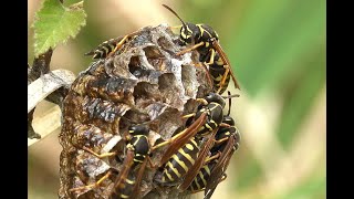 Groefkopveldwesp Polistes nimpha nest [upl. by Gehman]