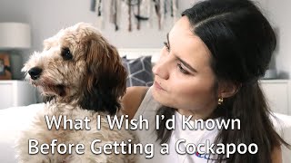 THINGS I WISH I KNEW Before Getting a Cockapoo Puppy [upl. by Carrelli753]