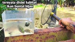 TERNYATA DI SINI HABITAT IKAN BUNTAL HIJAU [upl. by Pennington]