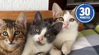 30 Minutes of the Worlds CUTEST Kittens 😻💕 [upl. by Naharba]