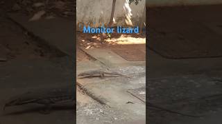 Monitor lizard in my house back yard plz like subscribe kare [upl. by Uht]