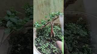 Pohon Sancang ✨shorts viralshorts bonsai bonsaitree gardening garden tree tanaman sancang [upl. by Datnow]