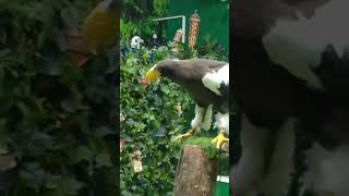 Stellers sea Eagle from Russiaviral foryourpage trendingshorts birds dubaidolphinarium [upl. by Alywt]