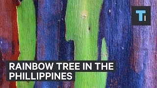 Rainbow tree from the Philippines [upl. by Melania]