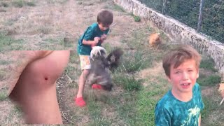 TERRIBLE ATTAQUE DU COQ SUR MON FILS [upl. by Ylrebmic760]