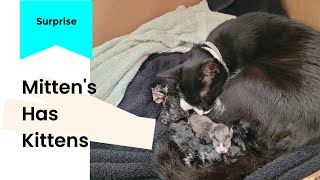 Mittens Has Kittens [upl. by Ramuk]