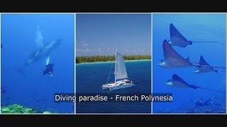 Diving paradise  French Polynesia [upl. by Sirac]