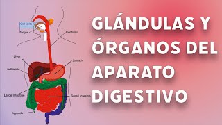 videolección Glándulas y órganos del aparato digestivo 3 de ESO [upl. by Aicert]