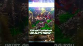 Betta fish breeding questions [upl. by Ruhtracm]