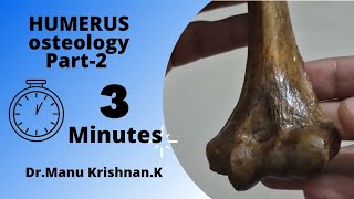 Humerus osteologyPart 3 external features on lower end [upl. by Eilsew]