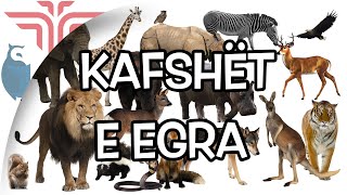 Kafshët e egra [upl. by Eilssel]